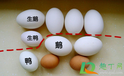 生鹅蛋常温下可以放多久(新鲜鹅蛋常温下能保存多久) 生鹅蛋常温下可以放多久(新鲜鹅蛋常温下能保存多久)