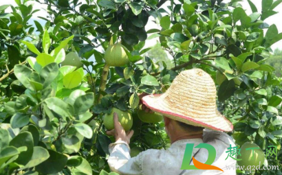 文旦柚哪种好吃(文旦柚口感怎么样) 文旦柚哪种好吃(文旦柚口感怎么样)