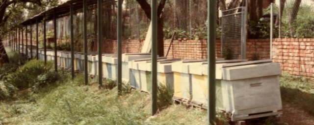 工蜂在这2种情况下会出现工蜂产卵(工蜂产卵能成蜂吗)