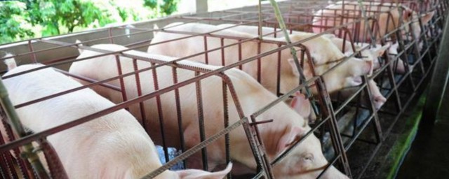 养猪这几点也很重要(养猪要注意啥)