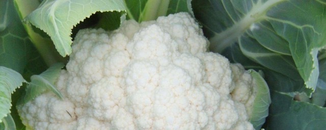 菜花有什么营养价值(菜花的营养价值与食用功效)