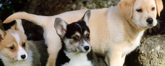 什么是动物(什么是动物油)