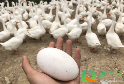 鹅蛋有假的吗(网上买的鹅蛋有假的吗) 鹅蛋有假的吗(网上买的鹅蛋有假的吗)