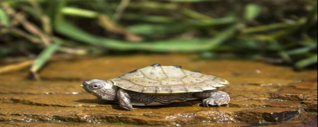 乌龟起什么名字好听(乌龟起什么名字好听有寓意)