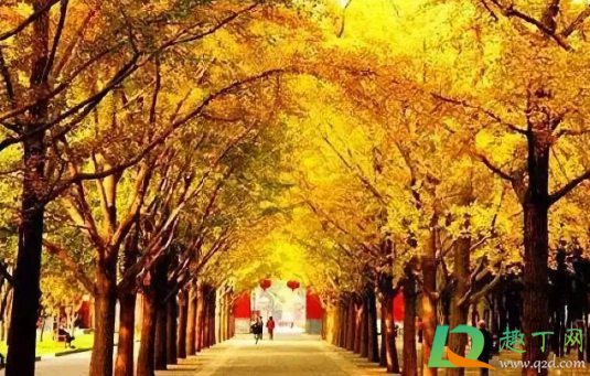 2020年11月份有什么节日或特殊日子(2020年11月份有啥节日) 2020年11月份有什么节日或特殊日子(2020年11月份有啥节日)