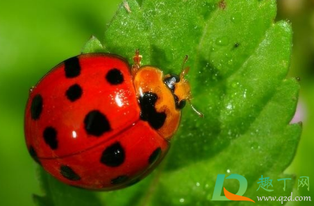 门窗紧闭瓢虫怎么进来的(瓢虫总是从纱窗进来)