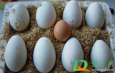 鹅蛋保存是大头朝上还是大头朝下(鹅蛋孵化大头朝上放吗)