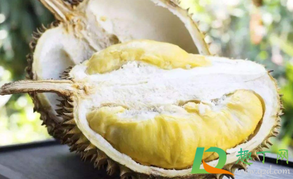 榴莲白色的地方可以吃吗(榴莲上边白色的能吃吗)