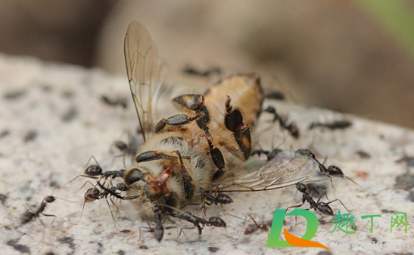窗台有蚂蚁窝怎么办(窗台缝里生蚂蚁窝如何去除?) 窗台有蚂蚁窝怎么办(窗台缝里生蚂蚁窝如何去除?)