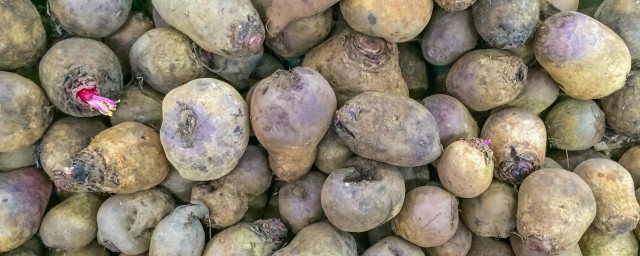 魔芋这时种最合适(魔芋在哪个季节种最好)