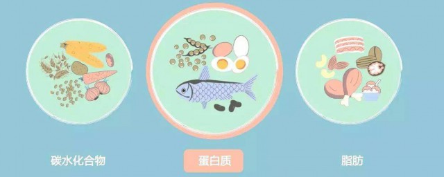 人体不可缺少的营养素(人体不可或缺的营养)