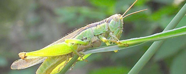 区别看这里(这 那 区别)