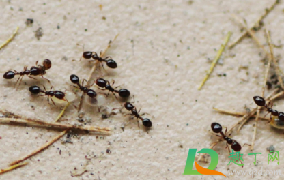窗台有蚂蚁窝怎么办(窗台缝里生蚂蚁窝如何去除?) 窗台有蚂蚁窝怎么办(窗台缝里生蚂蚁窝如何去除?)