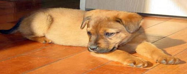 土狗人工养殖方法(养殖土狗的技术方法)