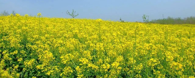 用什么肥料追多少(要施什么肥)