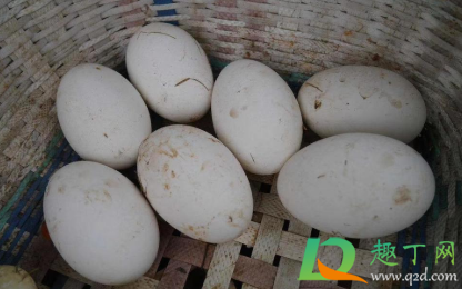 生鹅蛋常温下可以放多久(新鲜鹅蛋常温下能保存多久) 生鹅蛋常温下可以放多久(新鲜鹅蛋常温下能保存多久)