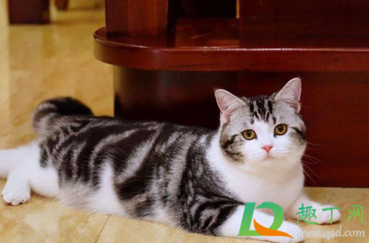 猫咪肛门腺不挤可以吗(猫肛门腺不挤会怎么样)