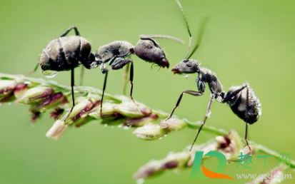 窗台有蚂蚁窝怎么办(窗台缝里生蚂蚁窝如何去除?) 窗台有蚂蚁窝怎么办(窗台缝里生蚂蚁窝如何去除?)