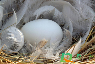 鹅蛋保存是大头朝上还是大头朝下(鹅蛋孵化大头朝上放吗)