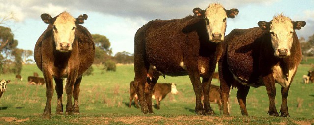 养牛4点技巧(养牛注意哪些细节)