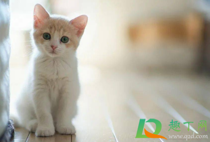 猫咪肛门腺不挤可以吗(猫肛门腺不挤会怎么样)