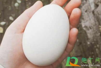 生鹅蛋常温下可以放多久(新鲜鹅蛋常温下能保存多久)
