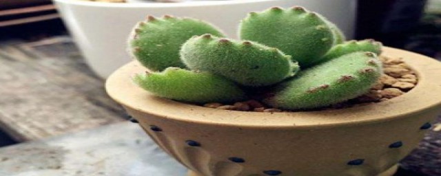 熊童子冬天如何顺利过冬?(熊童子冬天耐寒吗)