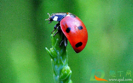 门窗紧闭瓢虫怎么进来的(瓢虫总是从纱窗进来)