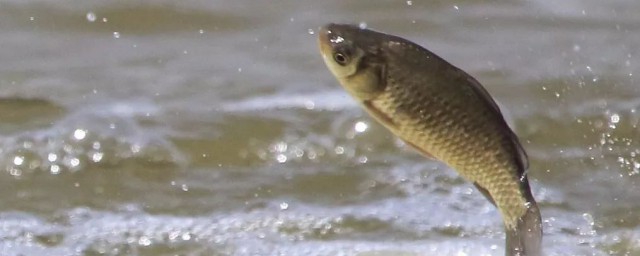 鲫鱼的钓法常识(钓鱼高手告诉你鲫鱼的钓法)