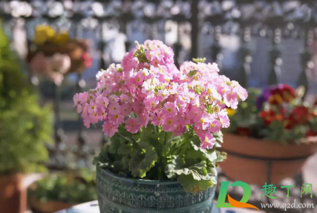 油烟机的油垢能当肥料吗(厨房油烟机的废油可以做肥料吗)