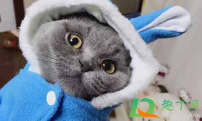 猫咪肛门腺不挤可以吗(猫肛门腺不挤会怎么样)