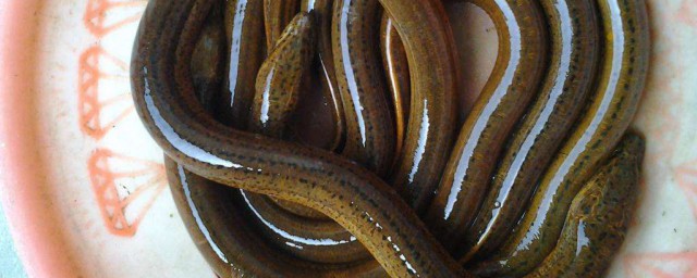 怎么捉法(怎样才能捉到)