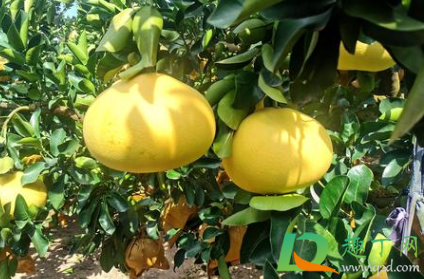 文旦柚哪种好吃(文旦柚口感怎么样)