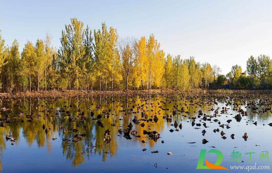 2020年11月有冷空气吗(2020年11月会冷吗)