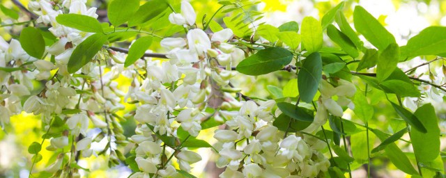 可以缓解心血管疾病(心血管疾病有哪些症状怎样缓解)