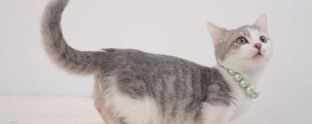 什么是猫砂(什么是猫砂?)