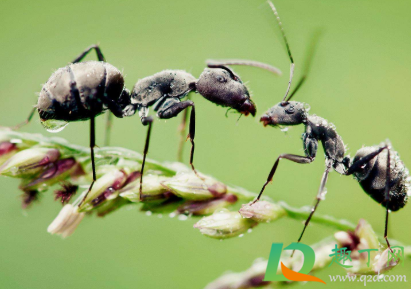 窗台有蚂蚁窝怎么办(窗台缝里生蚂蚁窝如何去除?)