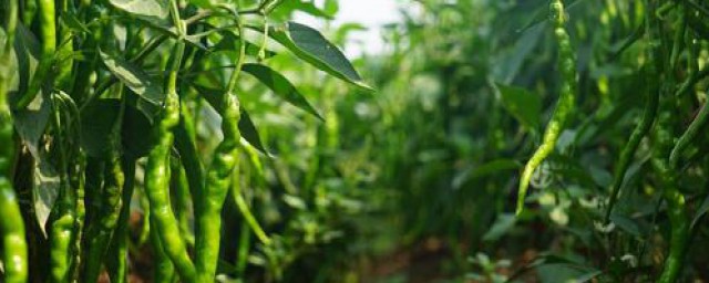 手把手教你种植(手把手教你种植技术-枇杷的花前管理2)