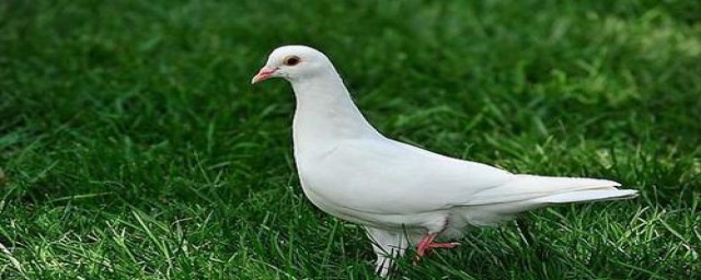 鸽子得了瘦干病如何治疗(种鸽干瘦怎么办)