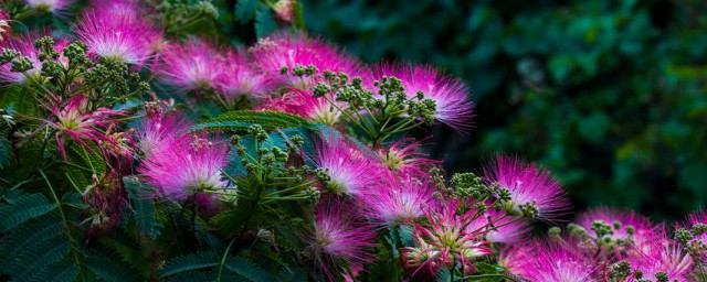合欢花长什么样(合欢花长什么样图片全草)