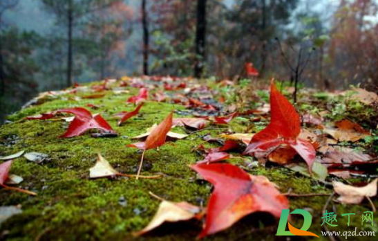 2020年11月是什么季节(202011月份是什么季节) 2020年11月是什么季节(202011月份是什么季节)