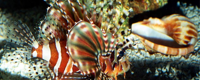 热带小鱼品种可以分为两个品种(常见小鱼品种)