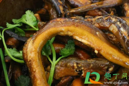 黄鳝硬了可以吃吗(黄鳝鱼不能吃)