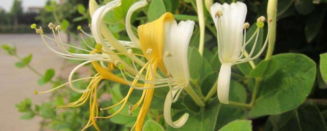 挖金银花老桩的4个步骤(老桩金银花树如何栽)