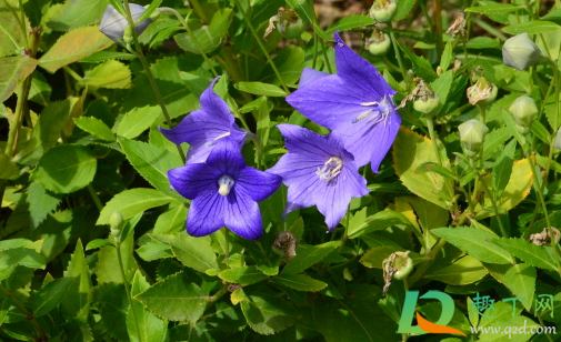 桔梗一次最多能用多少克(桔梗每次用量是多少) 桔梗一次最多能用多少克(桔梗每次用量是多少)