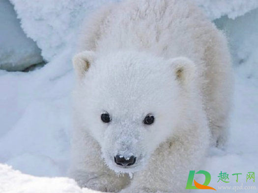 饥饿的北极熊打劫垃圾车是真的吗(北极熊找垃圾吃)