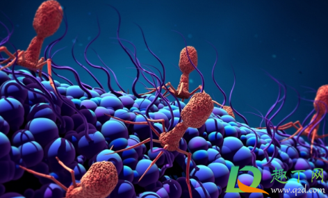 噬菌体是病毒吗(T4噬菌体是病毒吗)