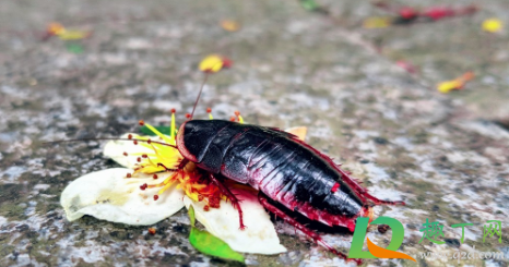  蟑螂为什么不能用脚踩