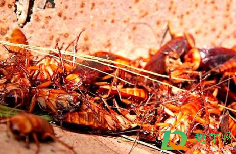  蟑螂为什么不能用脚踩