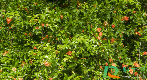 裸根石榴树能栽活不(石榴树根能种活吗)